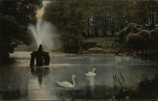 Brzeg : &bdquo;łabędzi staw&rdquo; w Parku Centralnym
